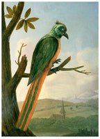 Blauscheitelmotmot by Albert Eckhout – Exotic Bird Illustration Art Print - Hakyarts