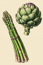Artichokes – Botanical Vegetable Art Print - Hakyarts