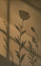 Autumnal Leaves Shadow | Contemporary Botanical Wall Art Print