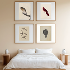 Set of 4 Art Prints – Vintage Birds - Hakyarts