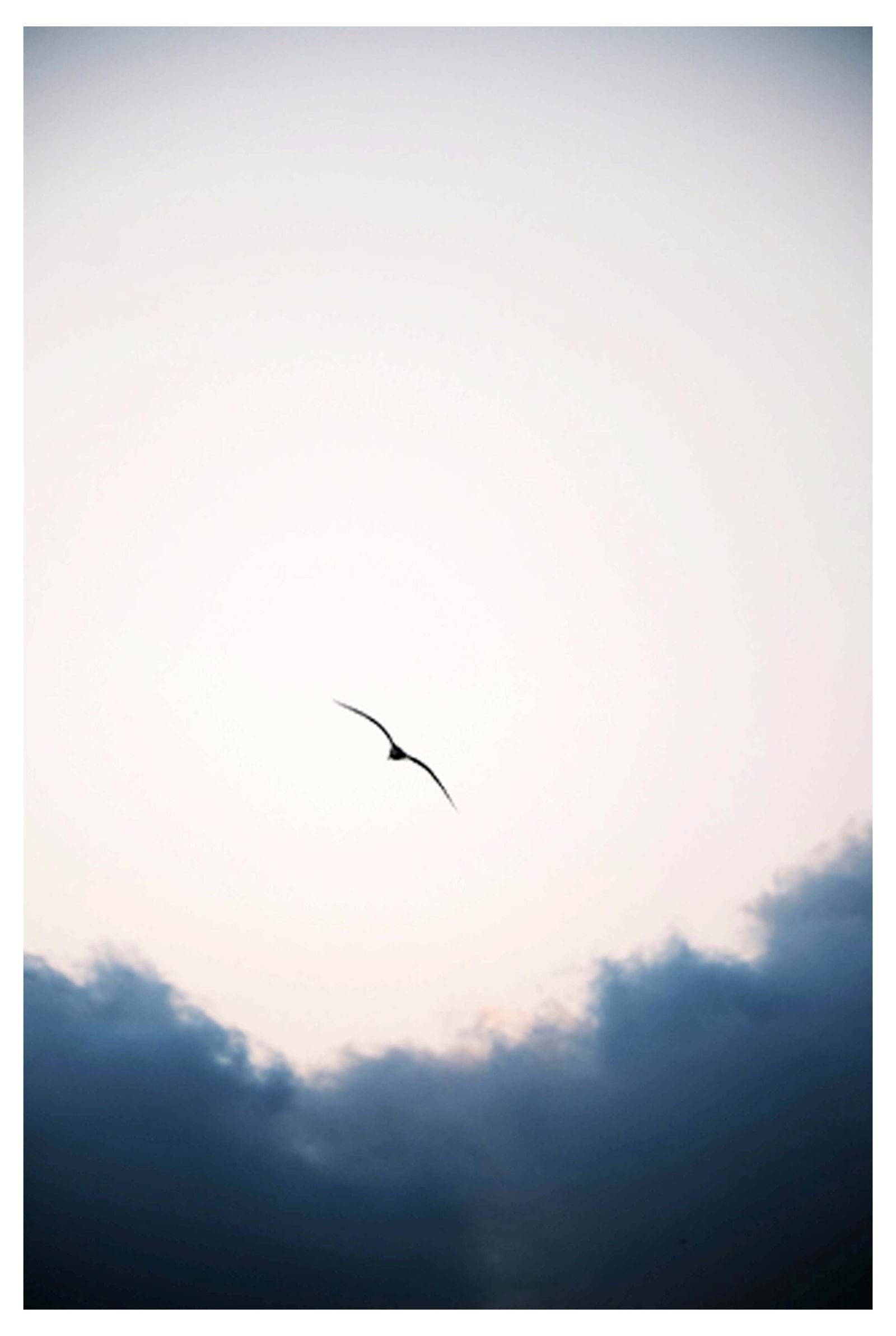 Bird On the Horizon Poster - Hakyarts