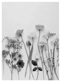 Black and White Pressed Flowers Poster - Hakyarts