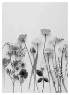 Black and White Pressed Flowers Poster - Hakyarts