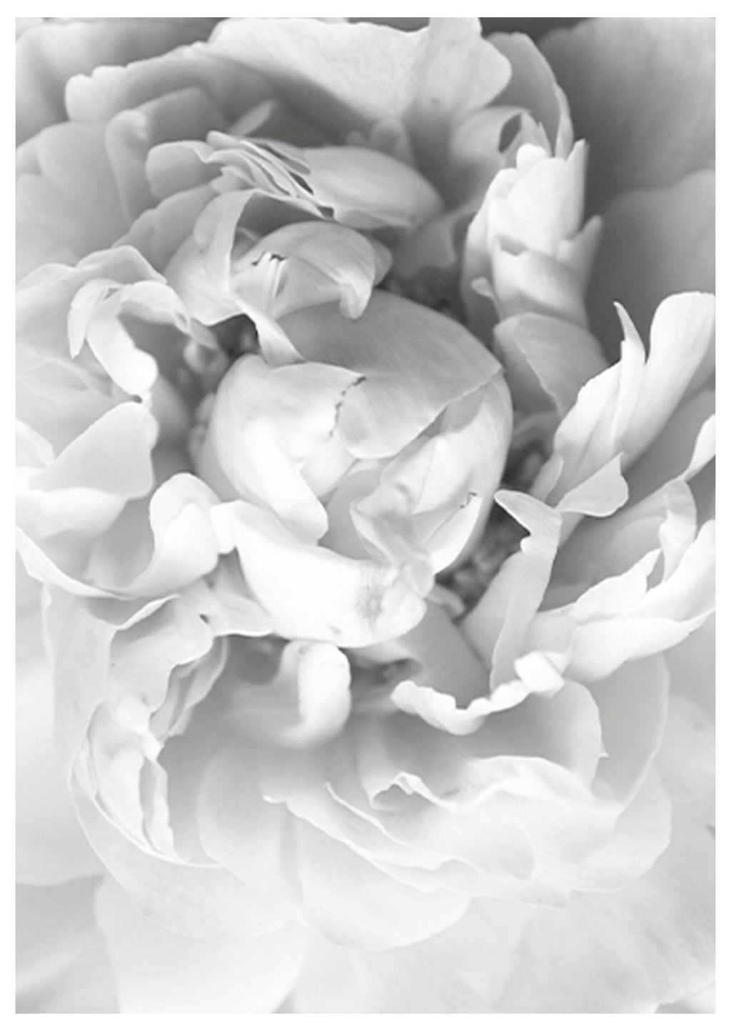 Blooming Rose Poster