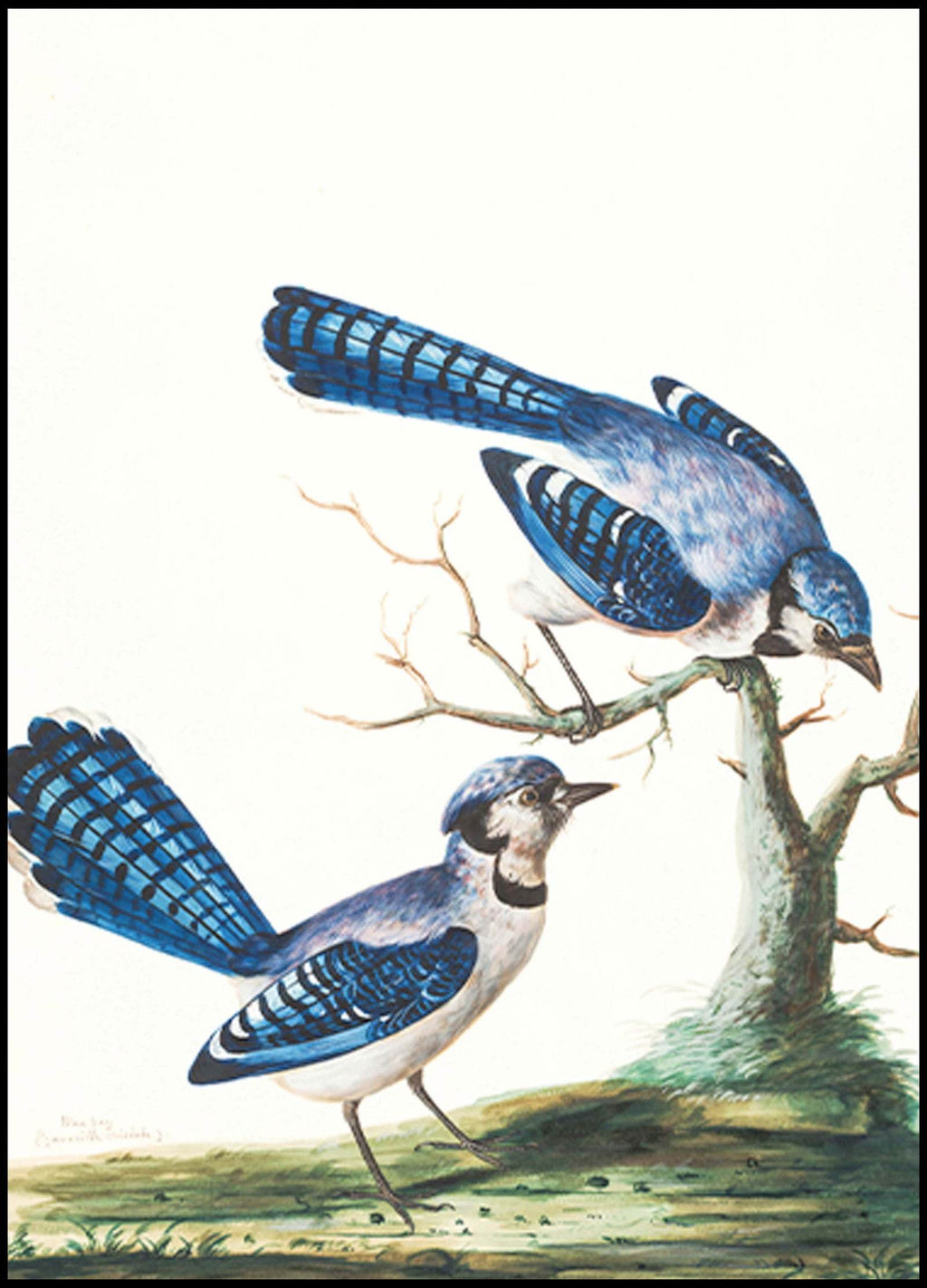 Blue Birds Poster - Hakyarts