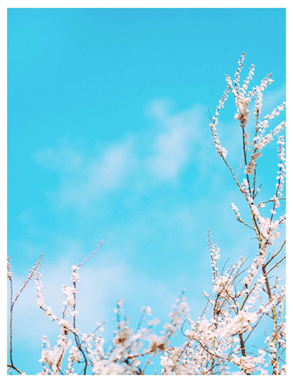 Blue Cotton Field Poster - Hakyarts