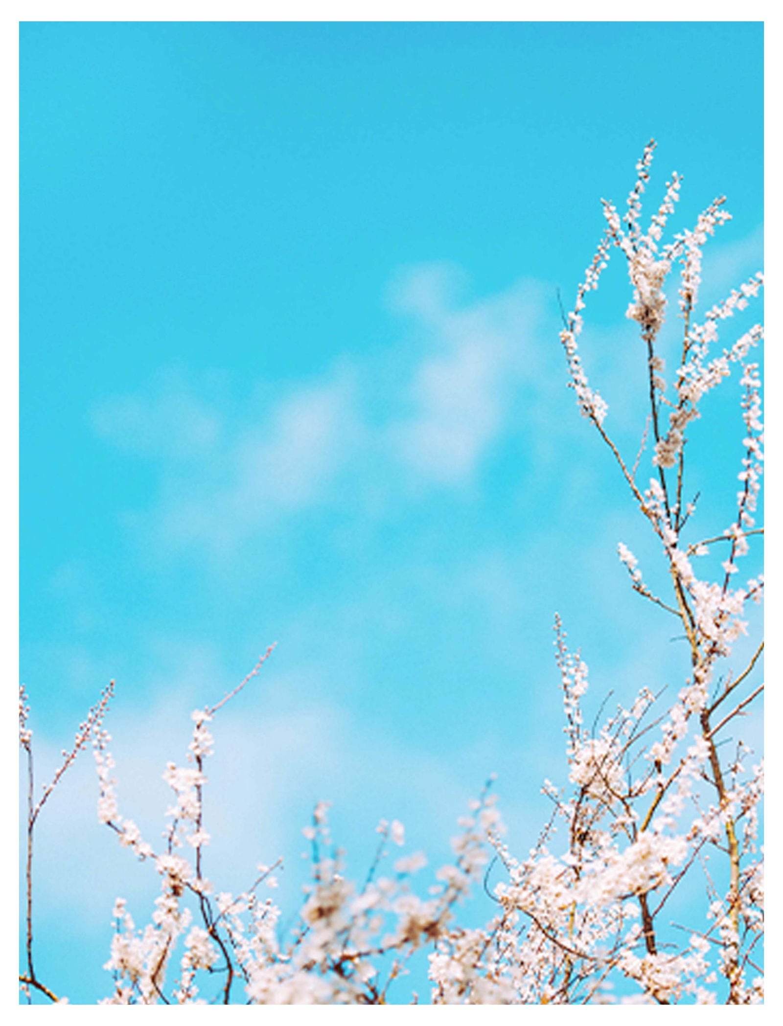 Blue Cotton Field Poster - Hakyarts