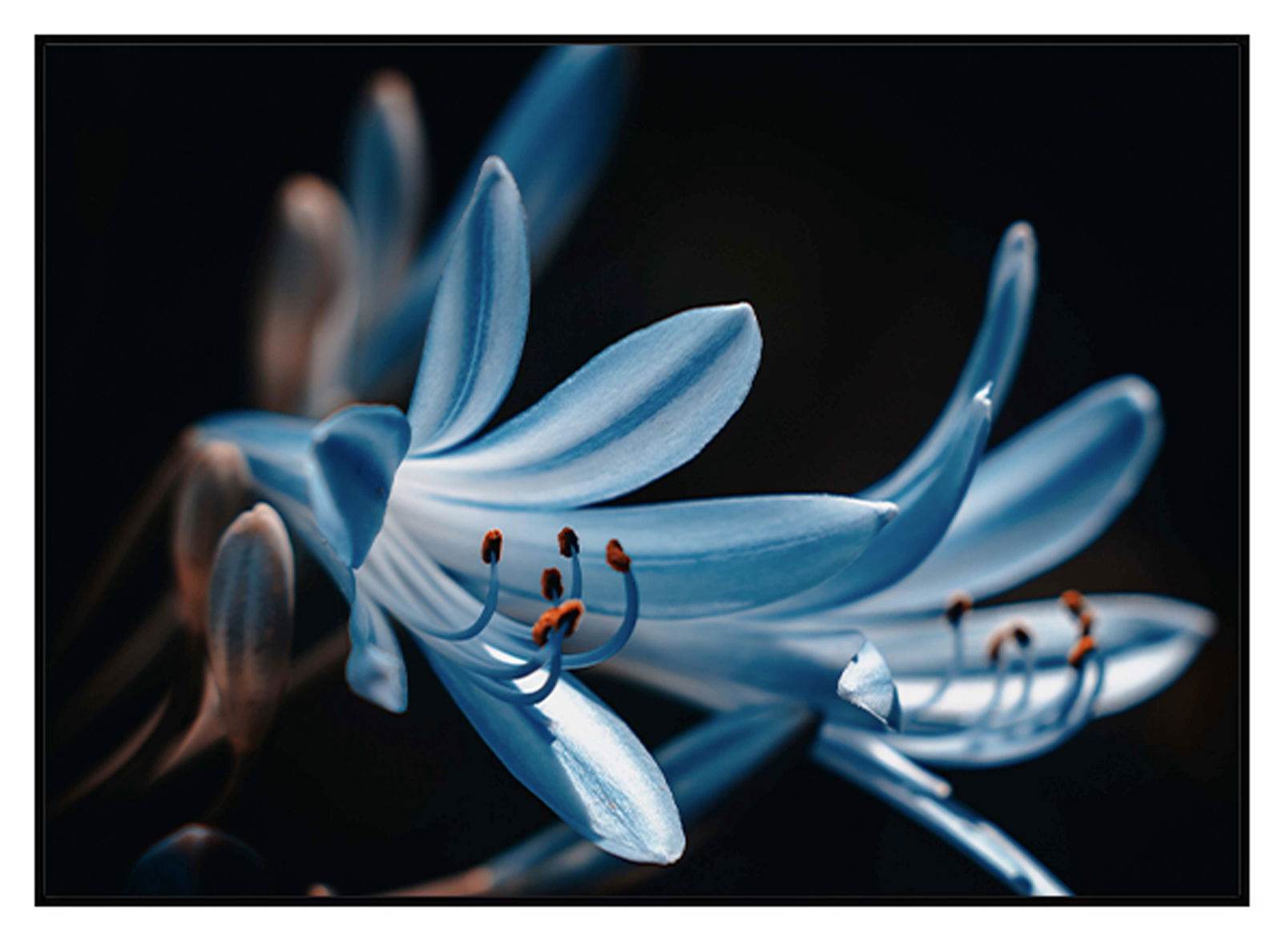 Blue Flower Poster - Hakyarts