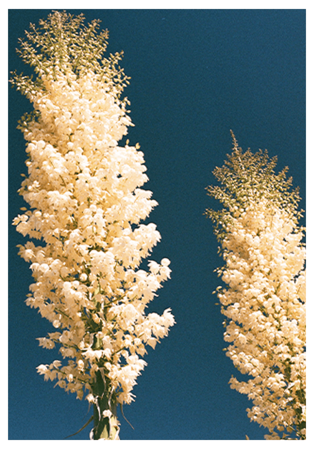 Blue Golden Wheat Poster - Hakyarts