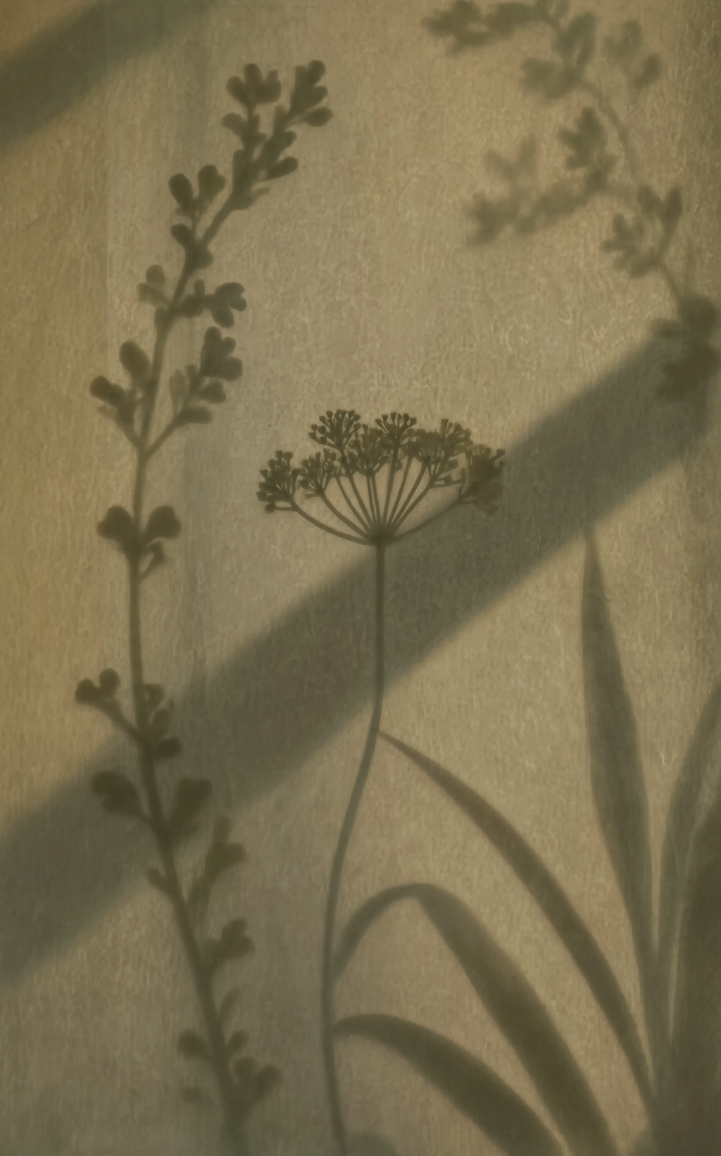 Floral Shadow Play I | Contemporary Botanical Wall Art Print