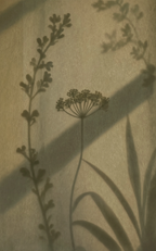 Floral Shadow Play I | Contemporary Botanical Wall Art Print