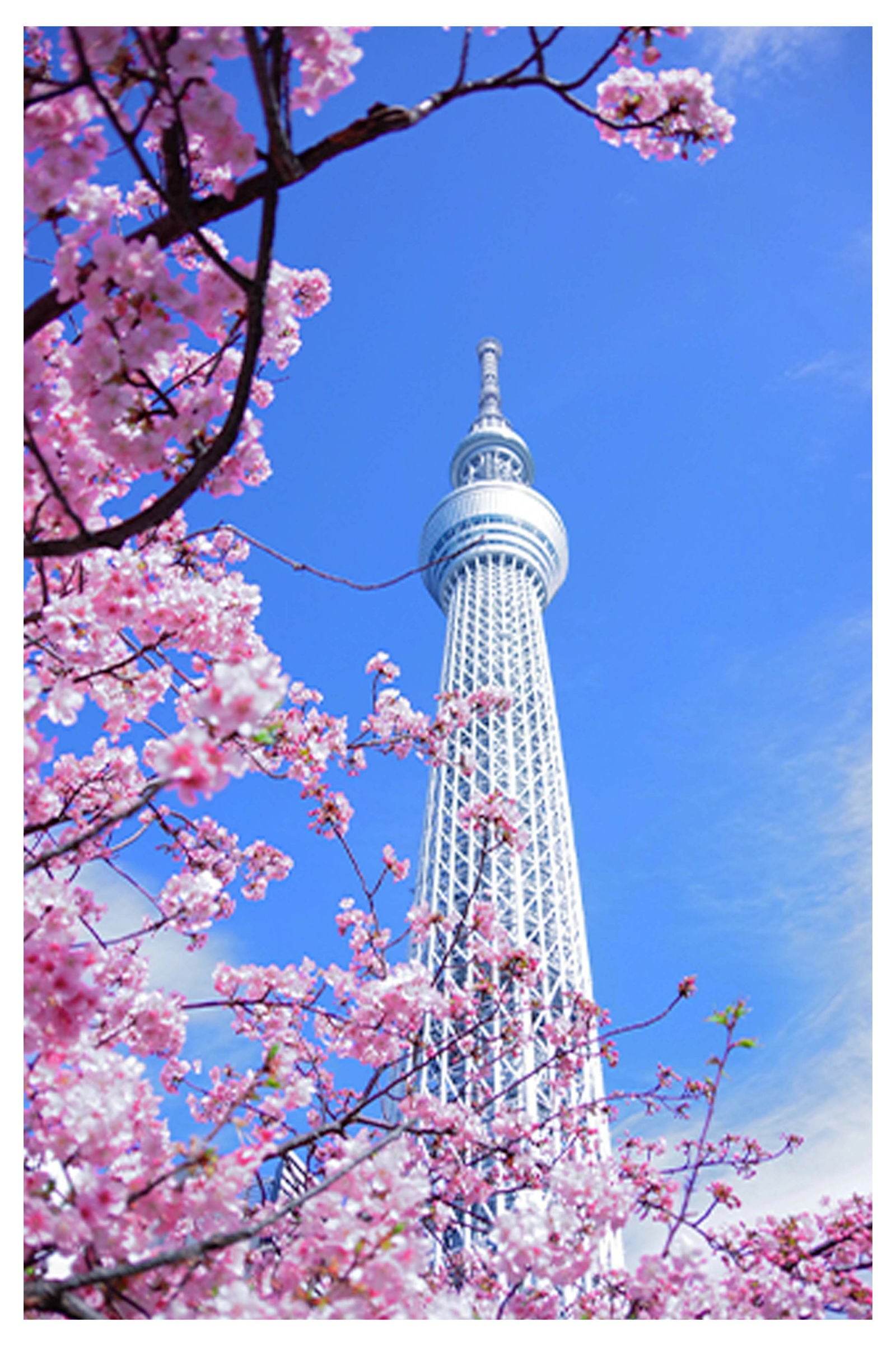 Cherry Blossom Skycraper Poster - Hakyarts