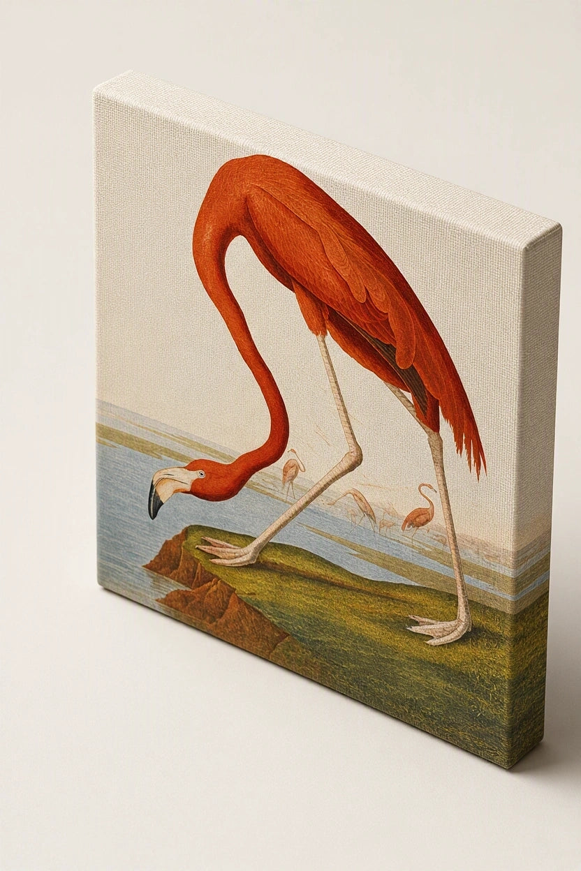 Canvas Print American Flamingo by John James Audubon – Ornithological Art