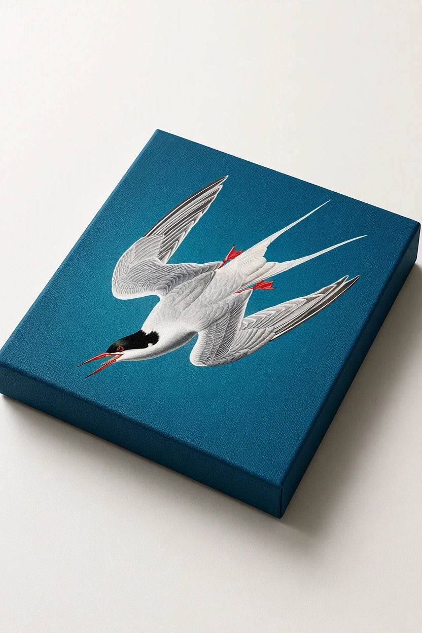 Canvas Print John James Audubon - Roseate Tern