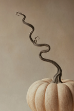 Curling Pumpkin Study | Contemporary Botanical Still Life Art Print