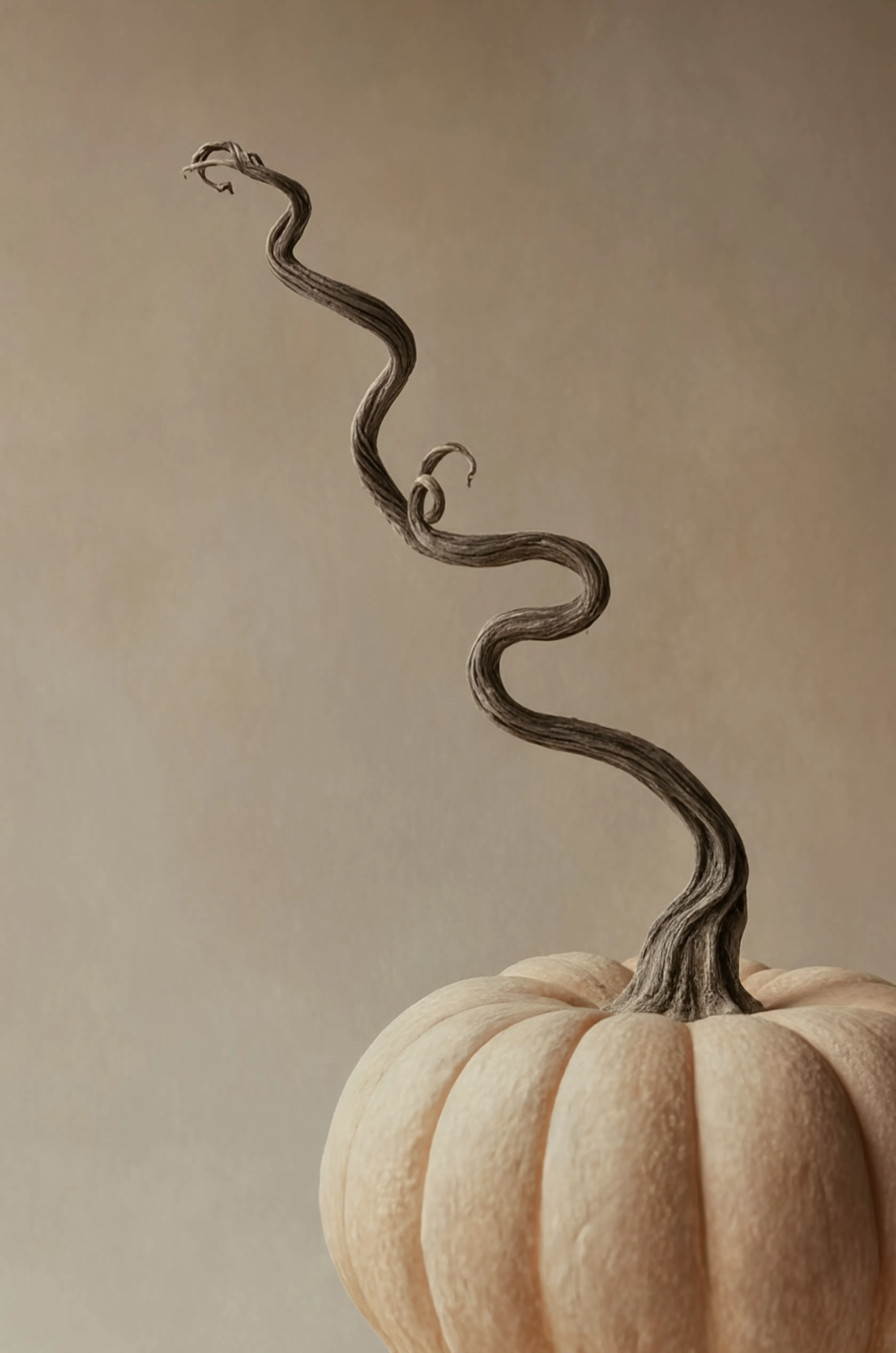 Curling Pumpkin Study | Contemporary Botanical Still Life Art Print