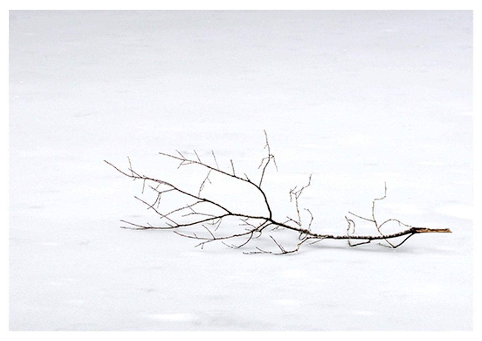 Dead Tree Poster - Hakyarts