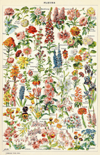 Vintage Fleurs II by Adolphe Millot – Botanical Illustration Art Print