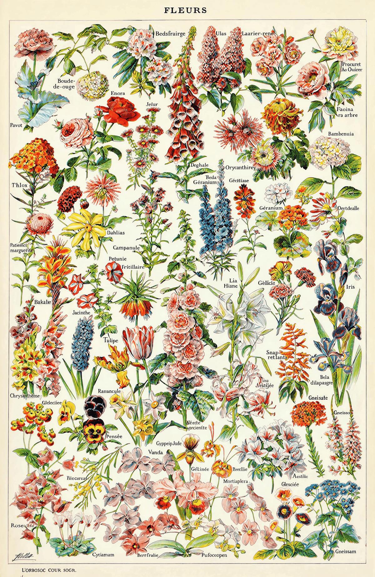 Vintage Fleurs II by Adolphe Millot – Botanical Illustration Art Print