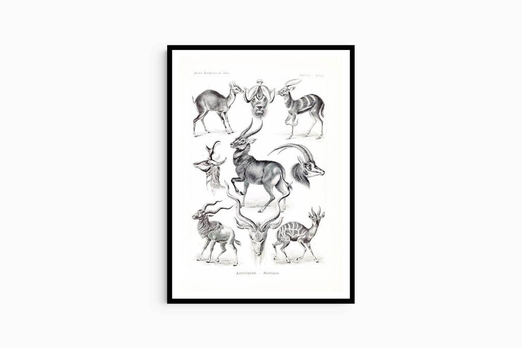 Ernst Haeckel - Antilopina 'Antilopen' - Hakyarts