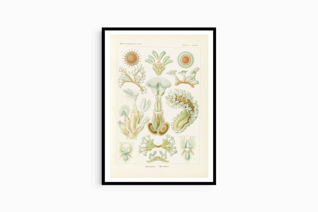 Ernst Haeckel - Bryozoa 'Moostiere' - Hakyarts