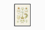 Ernst Haeckel - Bryozoa 'Moostiere' - Hakyarts