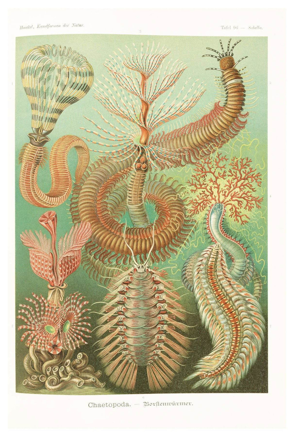 Ernst Haeckel - Chaetopoda 'Borstenwürmer' - Hakyarts