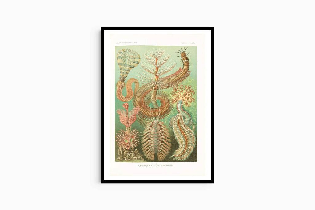 Ernst Haeckel - Chaetopoda 'Borstenwürmer' - Hakyarts