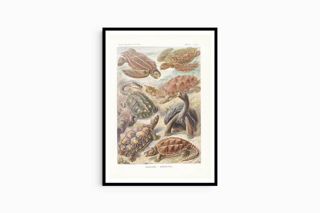 Ernst Haeckel - Chelonia 'Schildkröten' - Hakyarts