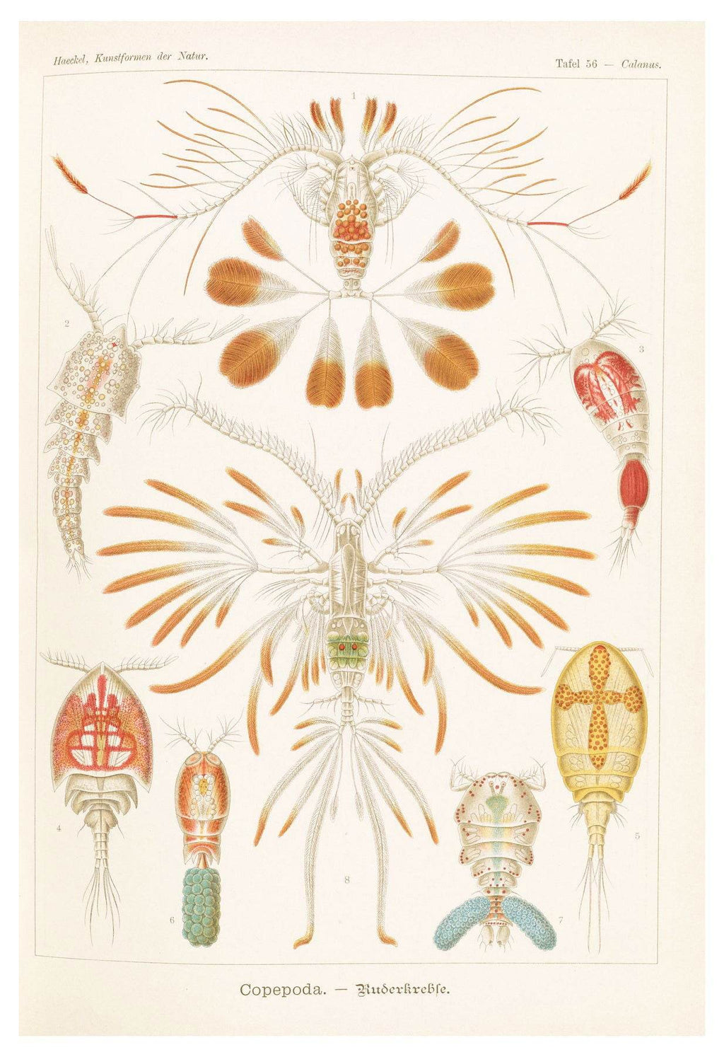 Ernst Haeckel - Copepoda 'Ruderkrebse' - Hakyarts