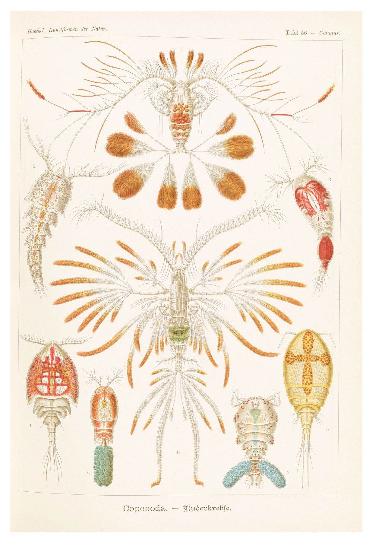 Ernst Haeckel - Copepoda 'Ruderkrebse' - Hakyarts