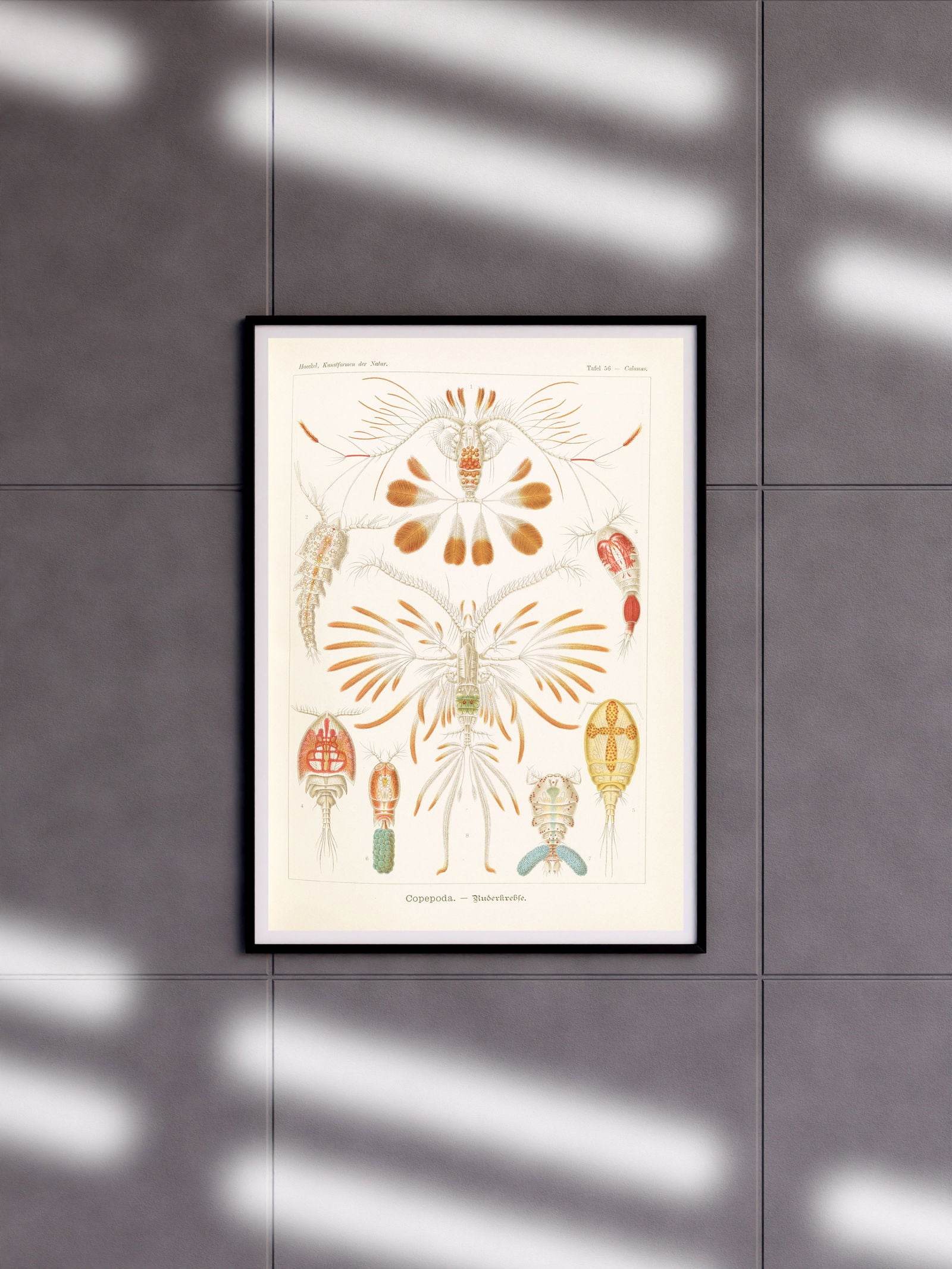Ernst Haeckel - Copepoda 'Ruderkrebse' - Hakyarts