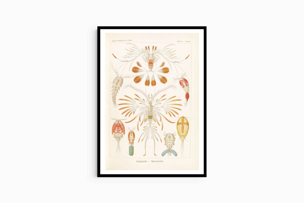 Ernst Haeckel - Copepoda 'Ruderkrebse' - Hakyarts