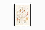 Ernst Haeckel - Copepoda 'Ruderkrebse' - Hakyarts
