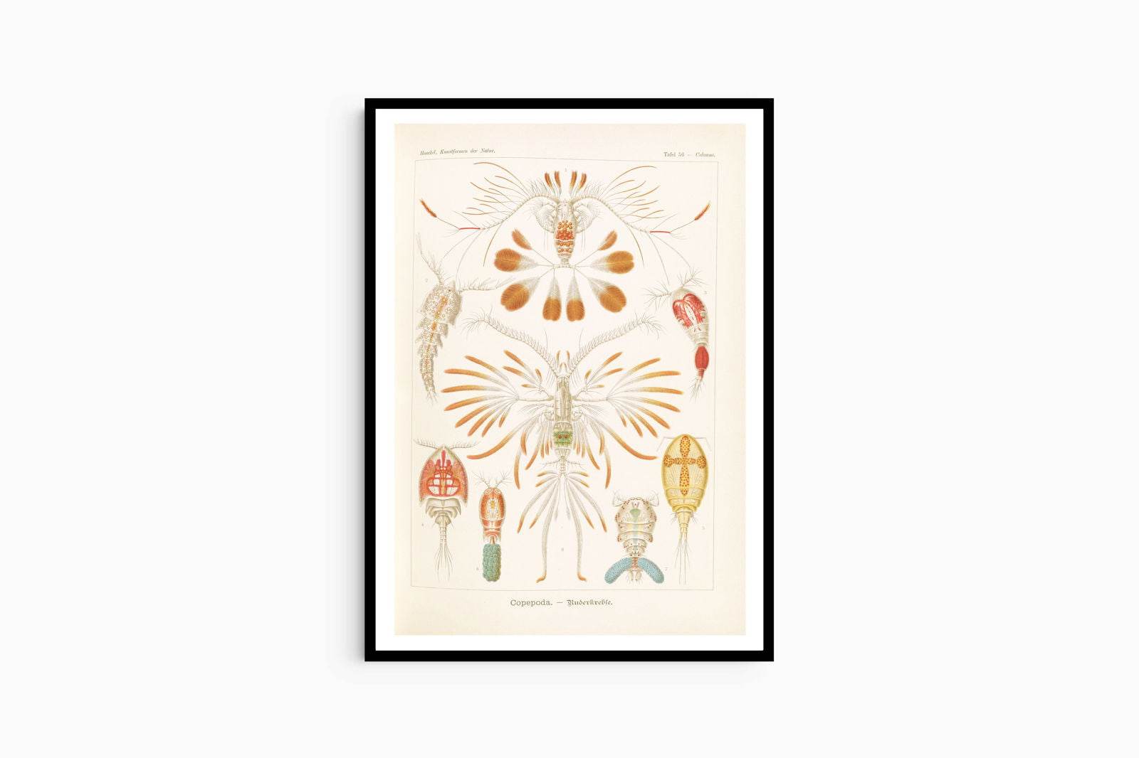 Ernst Haeckel - Copepoda 'Ruderkrebse' - Hakyarts