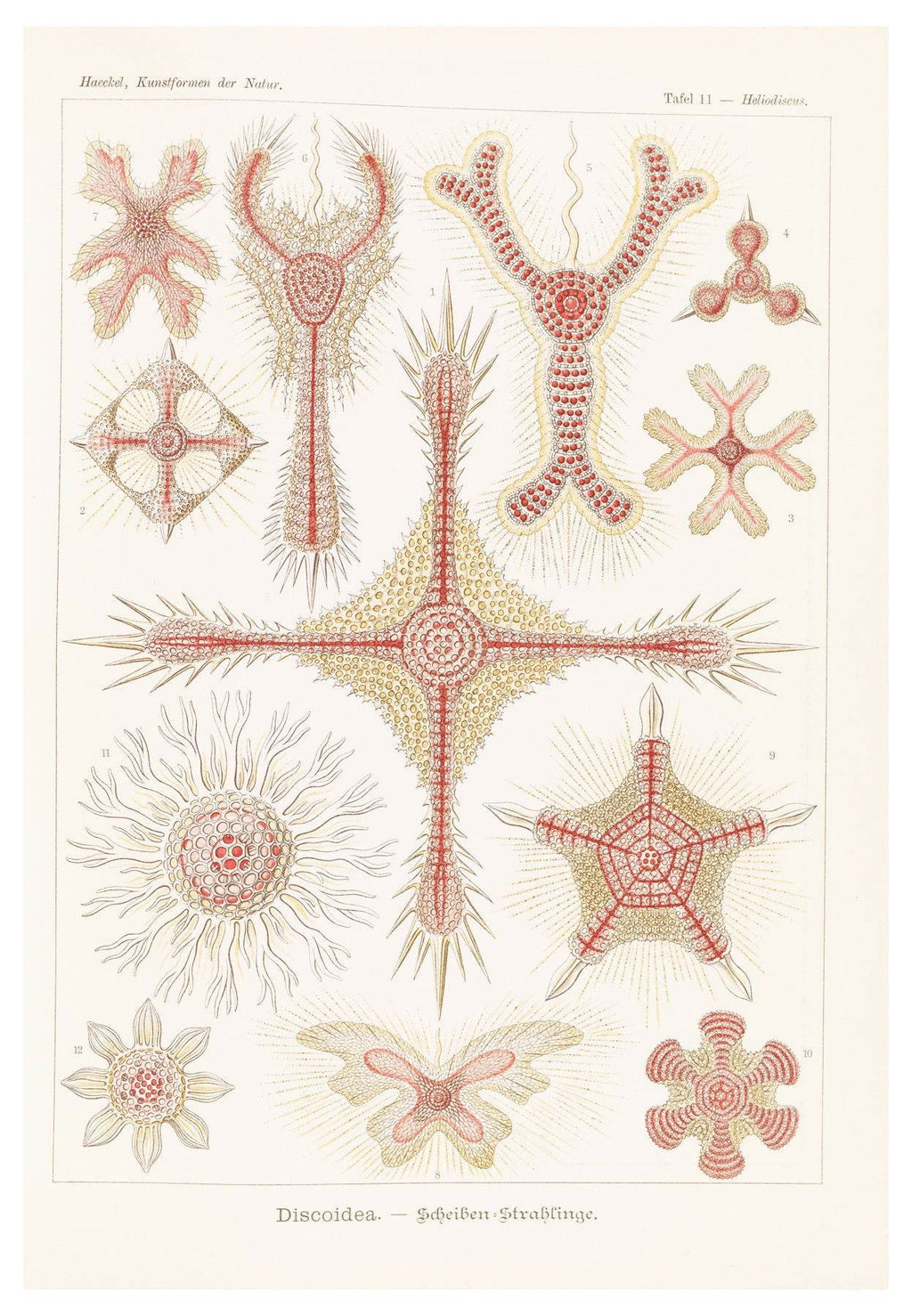 Ernst Haeckel - Discoidea 'Scheiben-Strahlinge' - Hakyarts