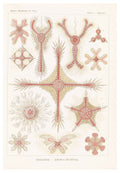 Ernst Haeckel - Discoidea 'Scheiben-Strahlinge' - Hakyarts