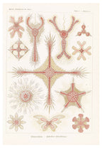 Ernst Haeckel - Discoidea 'Scheiben-Strahlinge' - Hakyarts