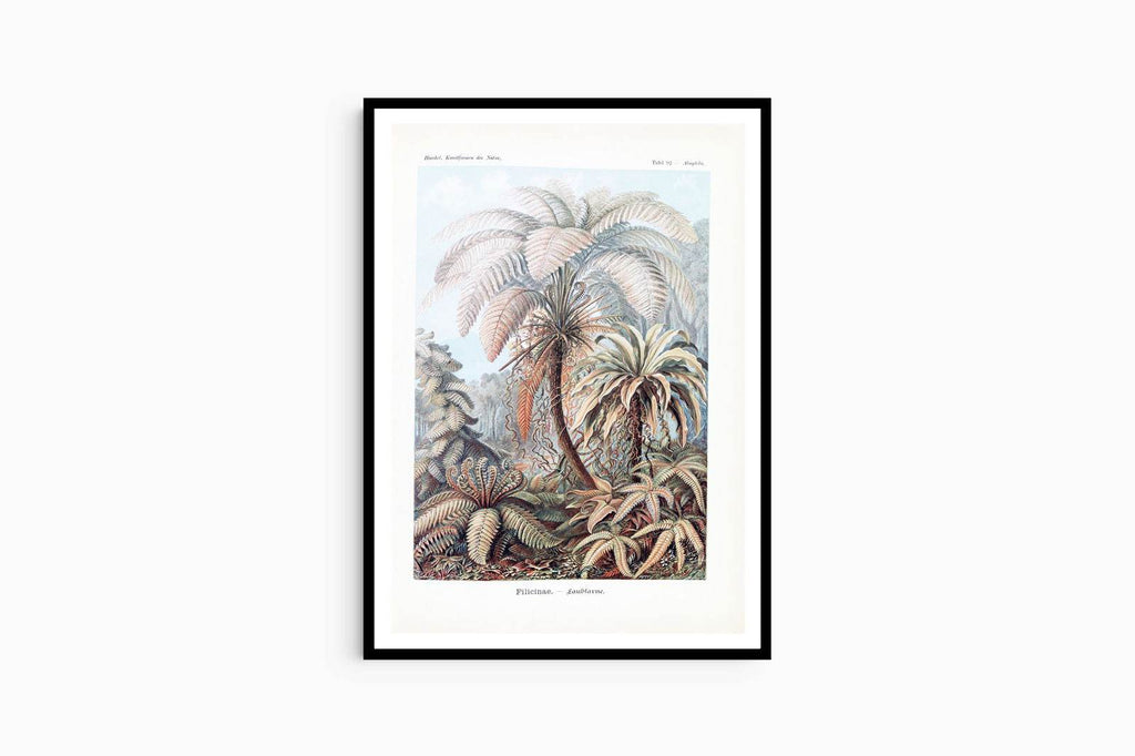 Ernst Haeckel - Filicinae 'Laubfarne' - Hakyarts