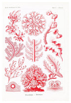 Ernst Haeckel - Florideae 'Rotalgen' - Hakyarts