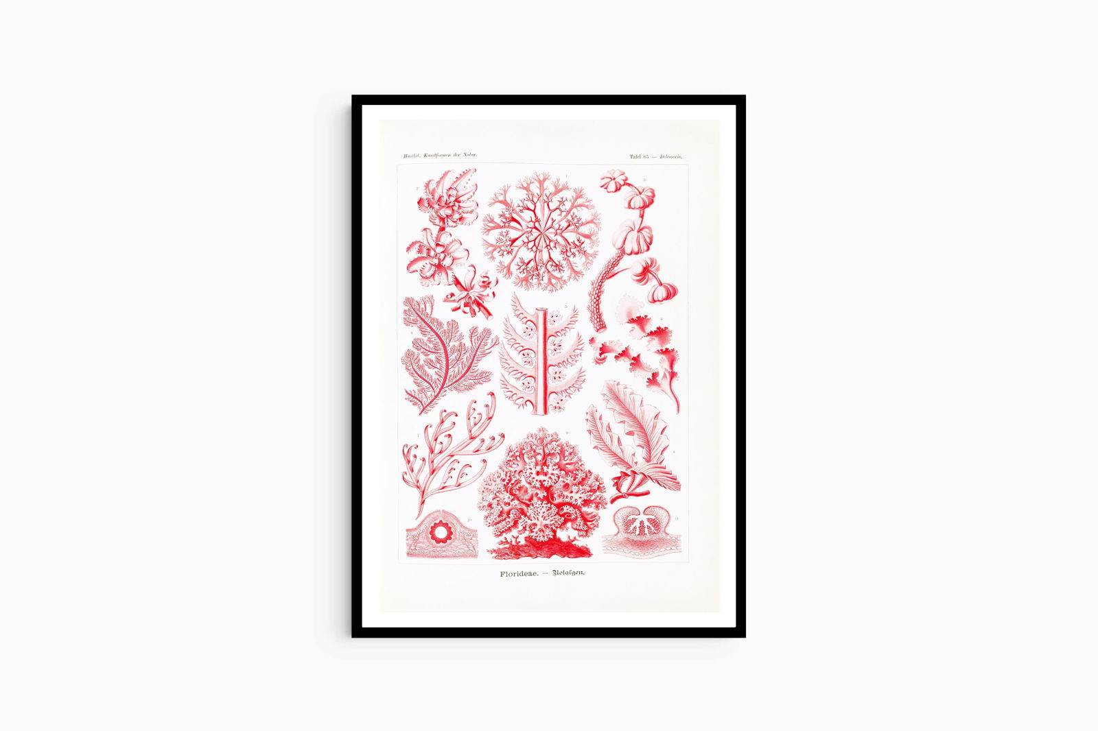 Ernst Haeckel - Florideae 'Rotalgen' - Hakyarts