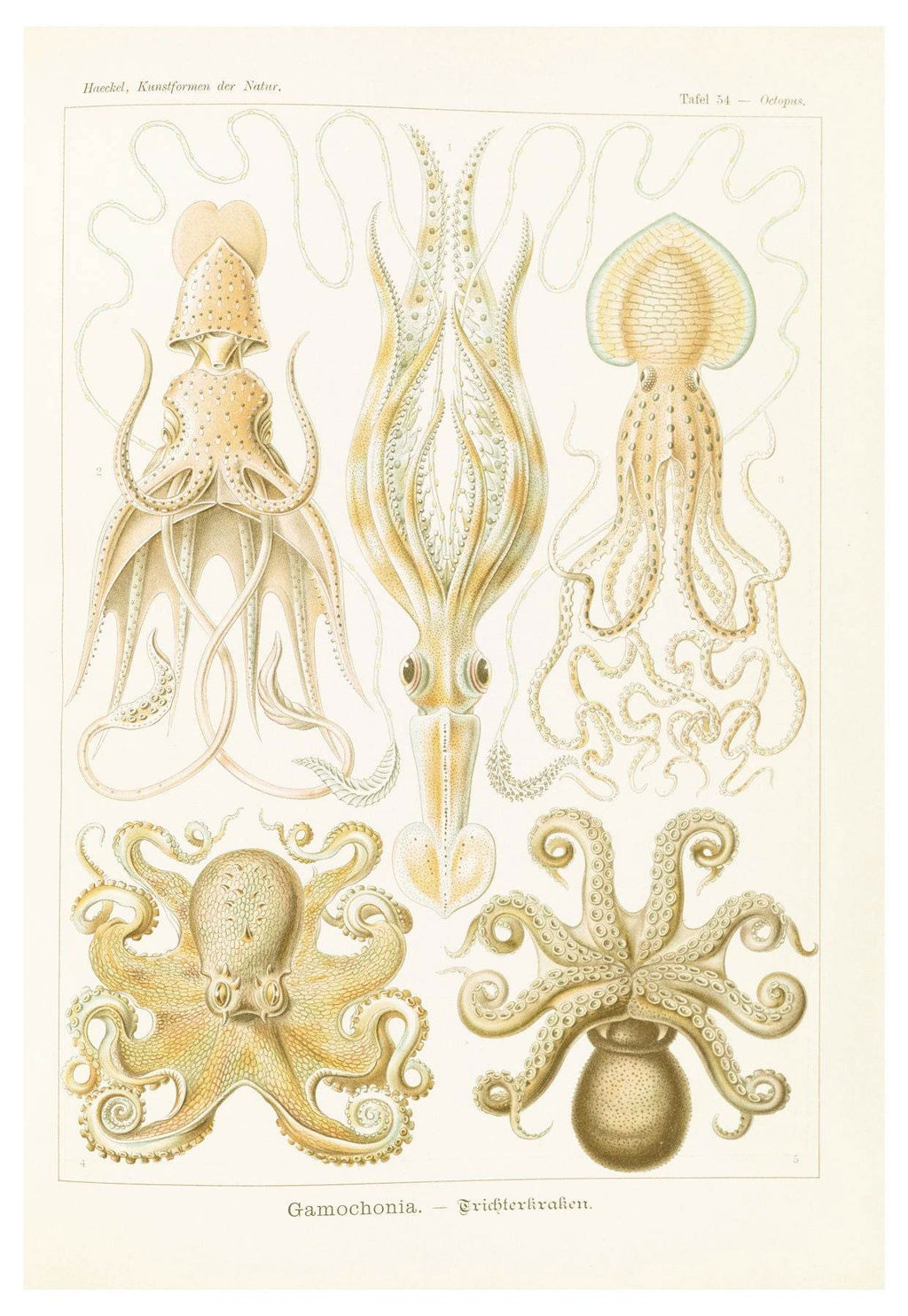 Ernst Haeckel - Gamochonia 'Trichterkraken' - Hakyarts