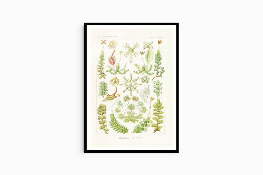 Ernst Haeckel - Hepaticae 'Lebermoose' - Hakyarts