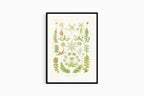 Ernst Haeckel - Hepaticae 'Lebermoose' - Hakyarts