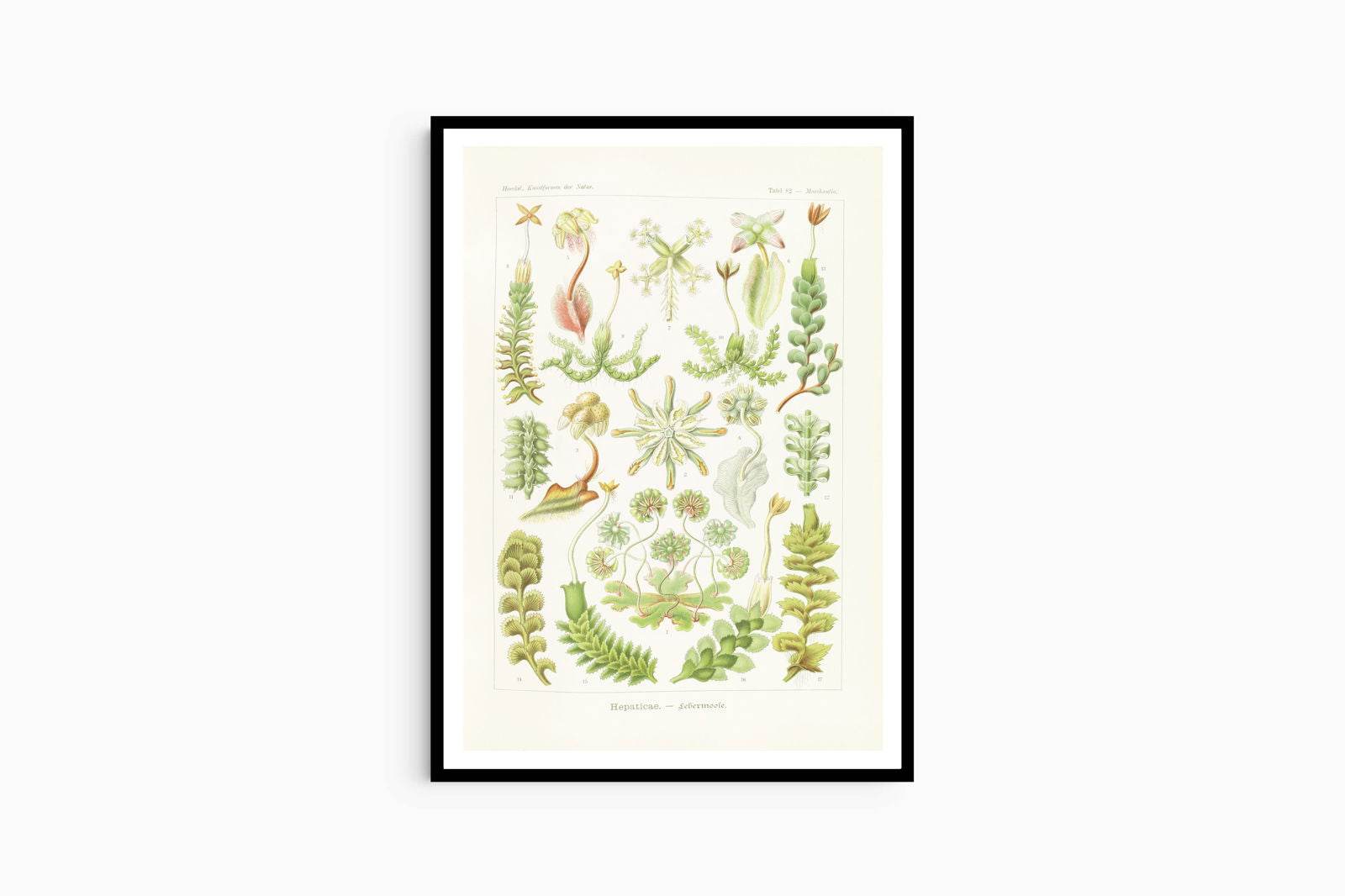 Ernst Haeckel - Hepaticae 'Lebermoose' - Hakyarts