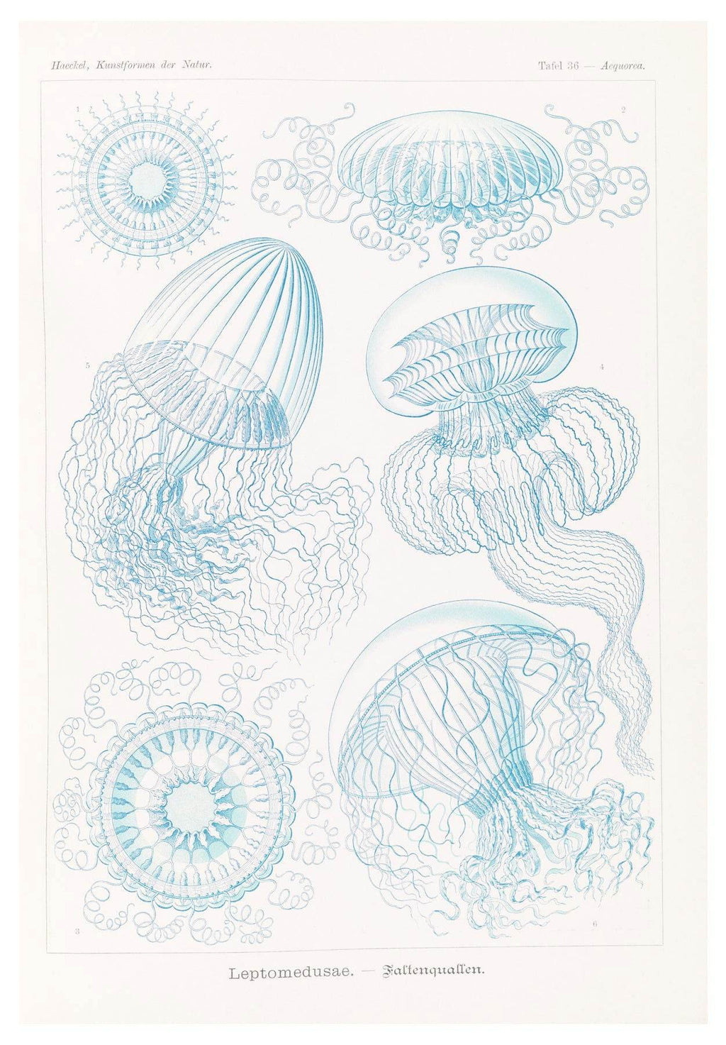 Ernst Haeckel - Leptomedusae 'Faltenquallen' - Hakyarts