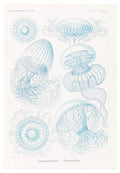 Ernst Haeckel - Leptomedusae 'Faltenquallen' - Hakyarts