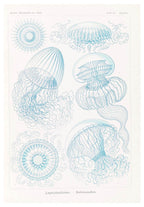 Ernst Haeckel - Leptomedusae 'Faltenquallen' - Hakyarts