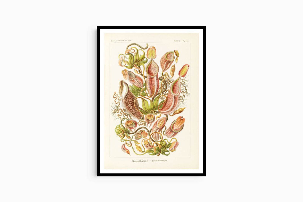Ernst Haeckel - Nepenthaceae 'Kannenpflanzen' - Hakyarts