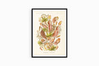 Ernst Haeckel - Nepenthaceae 'Kannenpflanzen' - Hakyarts